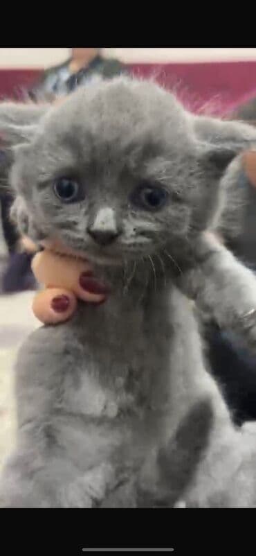 heyvan pişik: Britan, Erkək, Dişi — 2