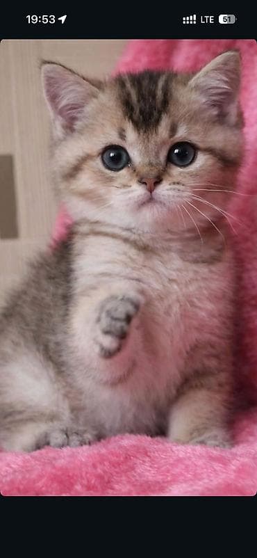 kangal balaları: Şinşilla — 9