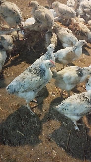 kend cucesi: Toyuq cücələri, Ətlik — 2