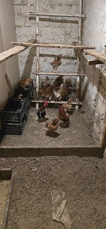 Yumurta toyuqları və xoruzlar - Növlər: kənd tipli yumurta
