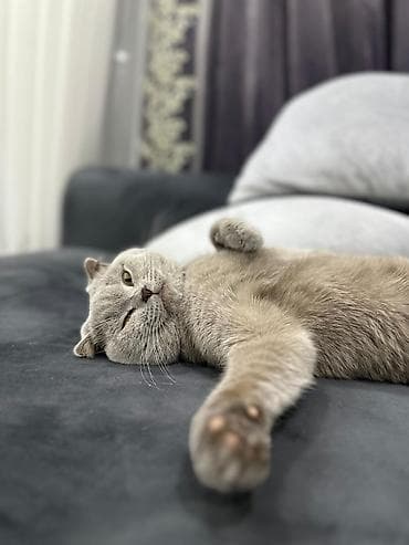 gold pisik: Şotland yastı qulaq — 3