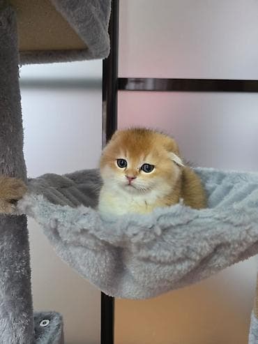 van pişik: Britan — 7