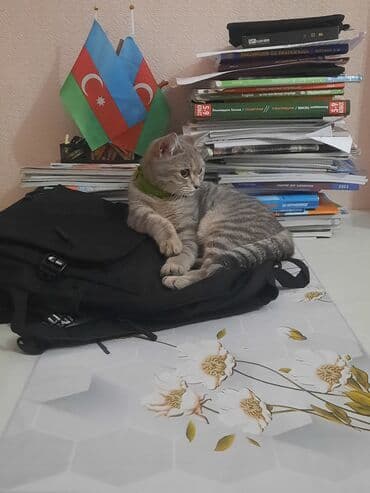 pişik çantasi: Tabbi, Yaxşı əllərə — 5