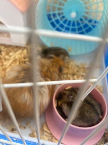 xamyak adlari: Xamyak hemster 3 eded her biseyile birlikde — 5