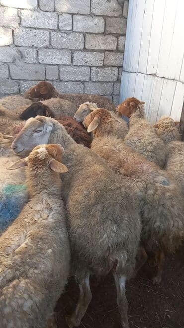 Lexus: Salam 15 dene bogaz qoyun — 2