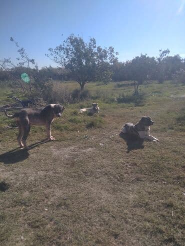 Salam tecili satlır erkey 0706977600