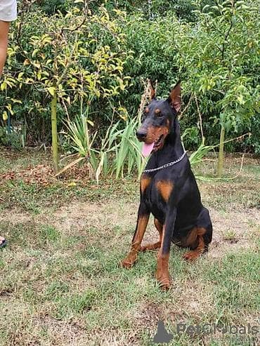 pudel it cinsi: Doberman, 8 ay, Erkek, Peyvəndli — 1