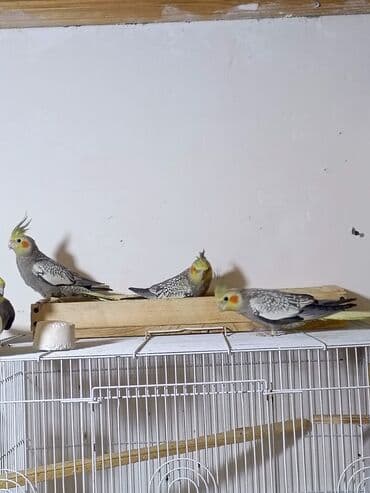 Cavan erkək korellalar 7-8 aylıqdılar oxuyurlar aktiv qızğın quşlardı
