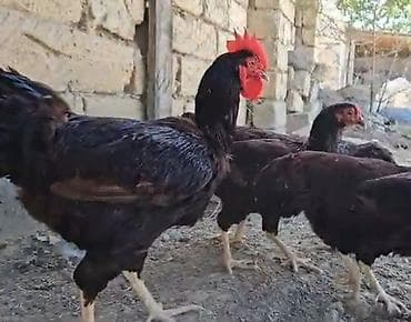 cins toyuq: Toyuq, Ətlik — 6