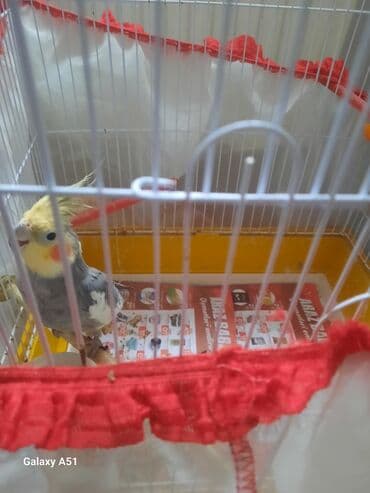 şahin quşu satılır: Korella tutuquşusu erkək — 2