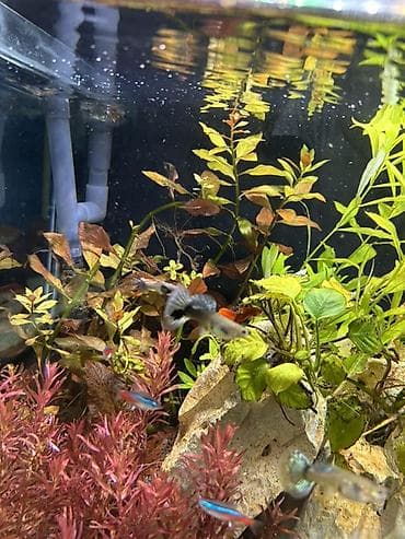 quppi balığı: Dördbucaq akvarium, Balıqlarla birlikdə, 120 l, Pulsuz çatdırılma — 10