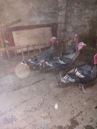 boynu yoluq: 7 dendi 7 erkərkdir Məhsulun təsviri: - Şəkillərdə görünən qara-çalar — 3