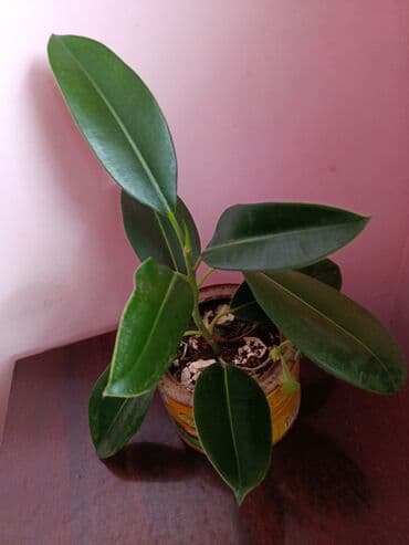 xan çinar: Fikus, 5 AZN dən başlayan qiymətlərlə — 5