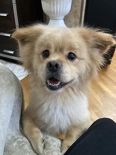 it: Pekines, 6 il, Erkek, Cütləşmə üçün — 1