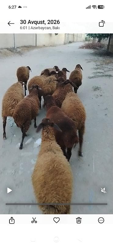 at satılık: Quzu, Erkək, Qala, ay: 1, 25 kq, Damazlıq, Ünvandan götürmə — 1