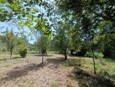 gence şeheri: 22 sot, Kənd təsərrüfatı, Mülkiyyətçi, Kupça (Çıxarış) — 1