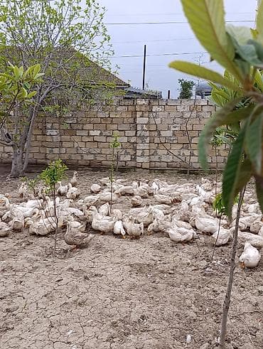 cins heyvanlar: Məhsul: 9 aylıq Pekin ördəkləri Təsvir: - Cins: Pekin - Yaş: 9 aylıq — 9