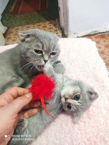 Opel: Шотландская, Самец, Самовывоз — 3