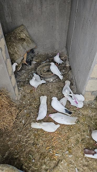 Məhsul: Ev quşları – göyərçinlər və “Silkie” cinsi dekorativ toyuqlar lalafo.az -da Məhsul: Ev quşları – göyərçinlər və “Silkie” cinsi dekorativ toyuqlar
