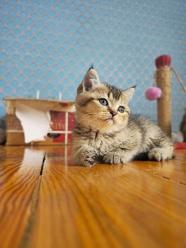 diri qaz: Britan — 1