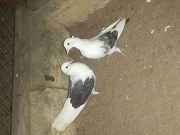 Quşlar: Salam 2 ədədi 25 manata çəplər — 1