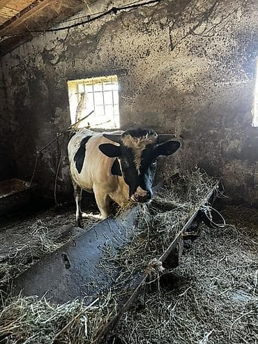 Satlıq iri buynuzlu heyvanlar2si temiz smentaldı 2si ivanovka super — 3