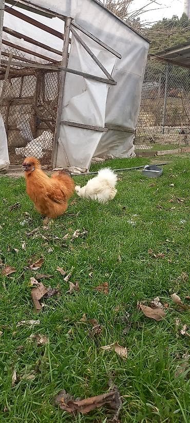 Qırmızı PonPon xoruzu 40azn lalafo.az -da Qırmızı PonPon xoruzu 40azn