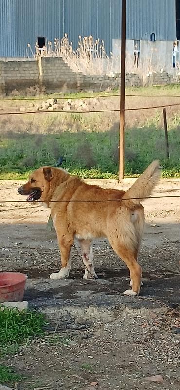 sivas kangal kanqal iti: Qurdbasar, 2 il, Erkek, Peyvəndli — 6