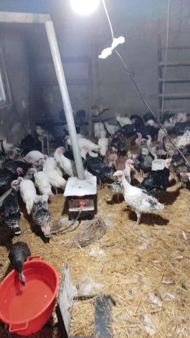 Qazlar: Hind toyuqları – müxtəlif rənglərdə və yaşlarda iri ətli cinslər - — 5