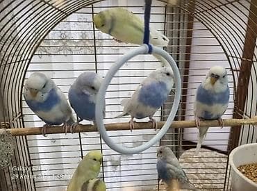 Tutuquşları: Növ: Dalğalı tutuquşu (cütlük və ya fərdi) Rənglər: Açıq mavi-ağ — 1