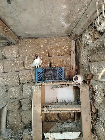 göyərçin satışı: Sort goyercinlerdir tecili satilir 3 u birlikde 80 azne baxa bilmirem — 4