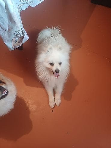 Şpitz, 1 il, Erkek, Peyvəndli, Ünvandan götürmə