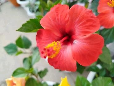 kol bitkiləri: Qırmızı hibiskus (Çin qülü) – dekorativ çiçəkli ev və bağ bitkisi - — 5