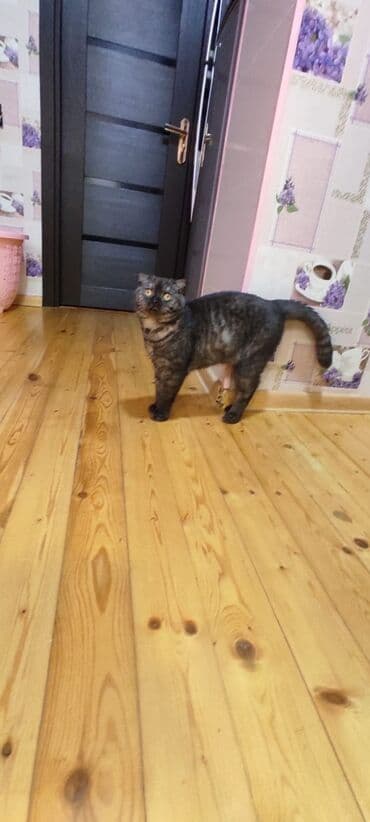 шотландская вислоухая кошка: Şotland yastı qulaq — 4