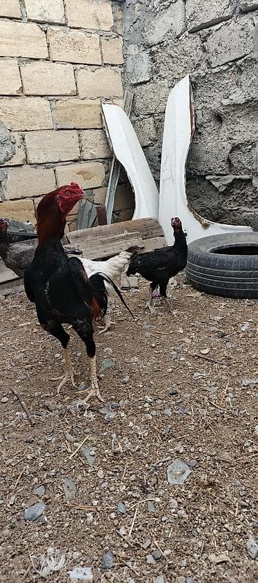 bud dibi toyuq: Heyrati ailəsi satılır. tam sağlam heyvanlardı xoruz 70 manat fereler — 3
