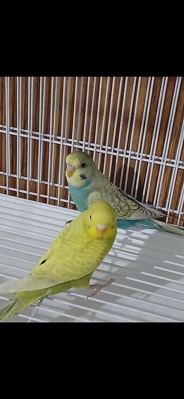 ucuz papuqaylar: Cut Papuqay tutu quwu satiram cutdu yumurtalamaga hazirlawirlar — 3