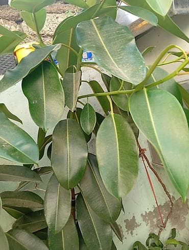 col bitkiləri: Bitki: Ficus elastica (Kauçuk ağacı) Hündürlüyü 2m-dən çoxdur. - — 3