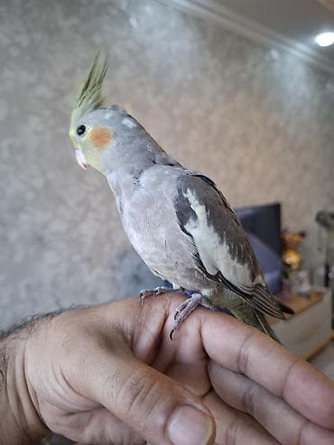 Tutuquşları: Salam. 2 ayliq karella balasi. oz qusumun balasidi. tam saglam ve — 5