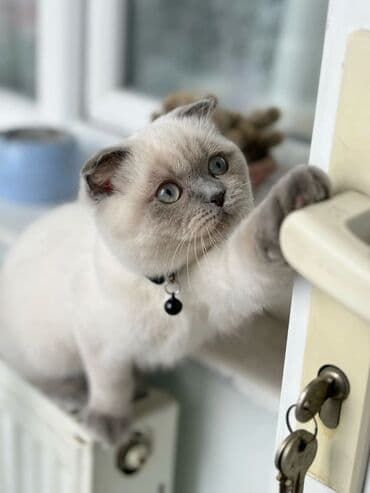 pişik yemleri: Britan, Dişi, Yaxşı əllərə, Ödənişli çatdırılma — 1