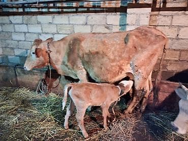 Akvariumlar: 4 ci qarın doğub 4 gündür şeves sortdur balası semetaldır süt keçen — 3