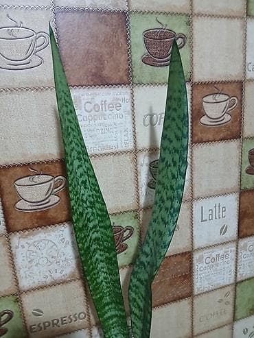 Саженцы деревьев: Qiymət 3 -10azn araliginda ölcüyə görə dəyisir — 9