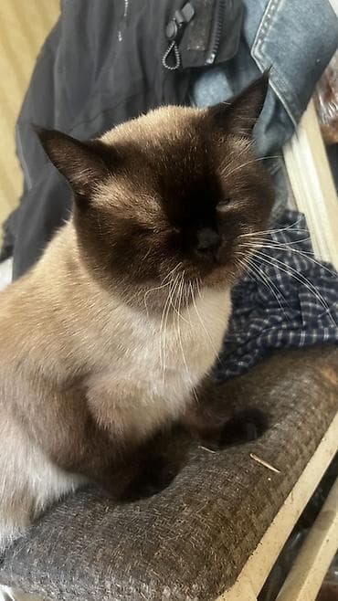 zvonok it satisi: Siam — 2