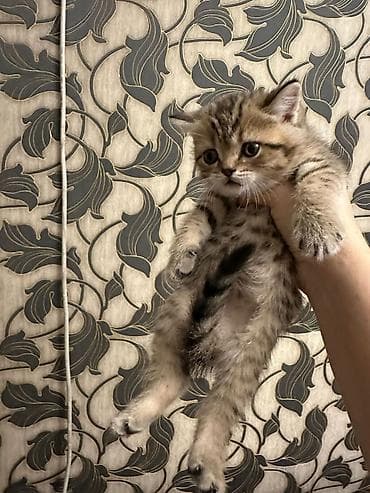 ucuz keci: Şotland, Erkək, Dişi, Yaxşı əllərə, Ünvandan götürmə, Pulsuz çatdırılma, Ödənişli çatdırılma — 6