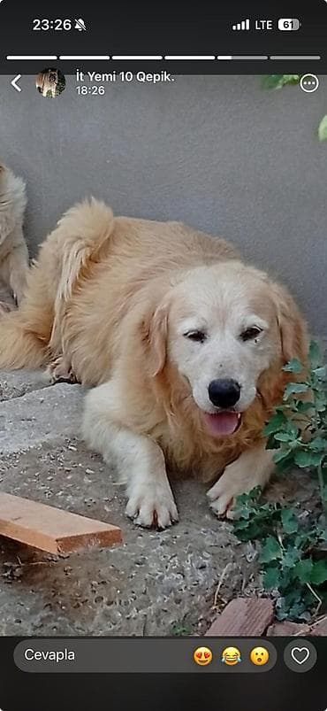 retriver: Retriever, Erkek — 2