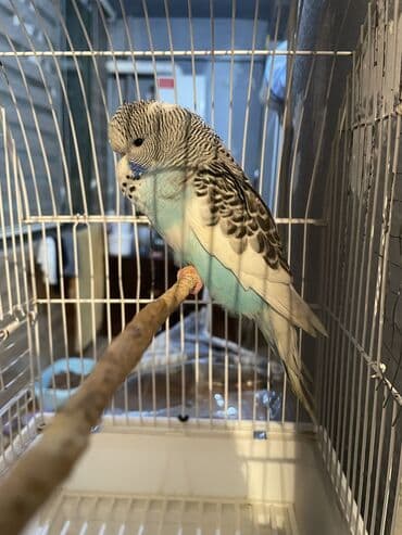 arı şəkilləri: Bülbül (dalmatin naxışlı, mavi-ağ rəng çaları) – əhliləşdirilmiş — 1