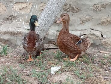 ruan ordək: Məhsul: Ördək cütü - Növ: RUAN ördəkləri, bir erkək (yaşıl parlaq — 6