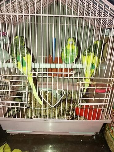 Dalmatin papuqayları (3 ədəd) + qəfəs dəsti - Növ: dalmatin rəngli