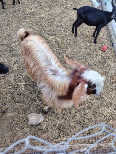 en cox sud veren inekler: Salam hər kəsə. 4 İspan sortu mursiyano və 1 erkək hələb satılır — 3