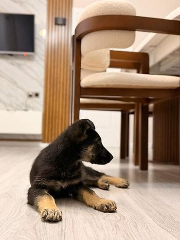 Alman çoban iti, Peyvəndli