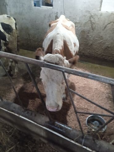 ineklər: Simental cinsli inək - Rəng: ağ-qəhvəyi alacalı - İstiqamət: süd-ət — 1